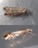Phyllonorycter sp.
